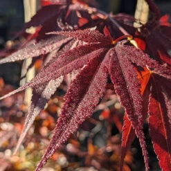 Acer Palmatum ‘Red Flash’ 20 Acer Palmatum ‘Red Flash’ -The Palm Centre Store AFL 6253539c64319