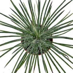 Agave Geminiflora -The Palm Centre Store AGE 6231b2dfed291