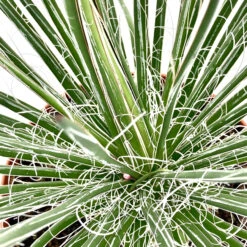 Agave Geminiflora -The Palm Centre Store AGE 6231b2e4218e0