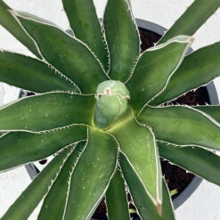 Agave Lechuguilla -The Palm Centre Store AGLE 6231b0720a76a