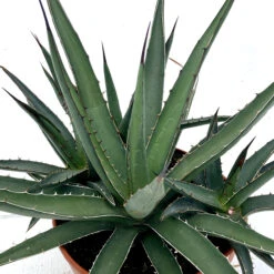Agave Lechuguilla -The Palm Centre Store AGLE 6231b07614097