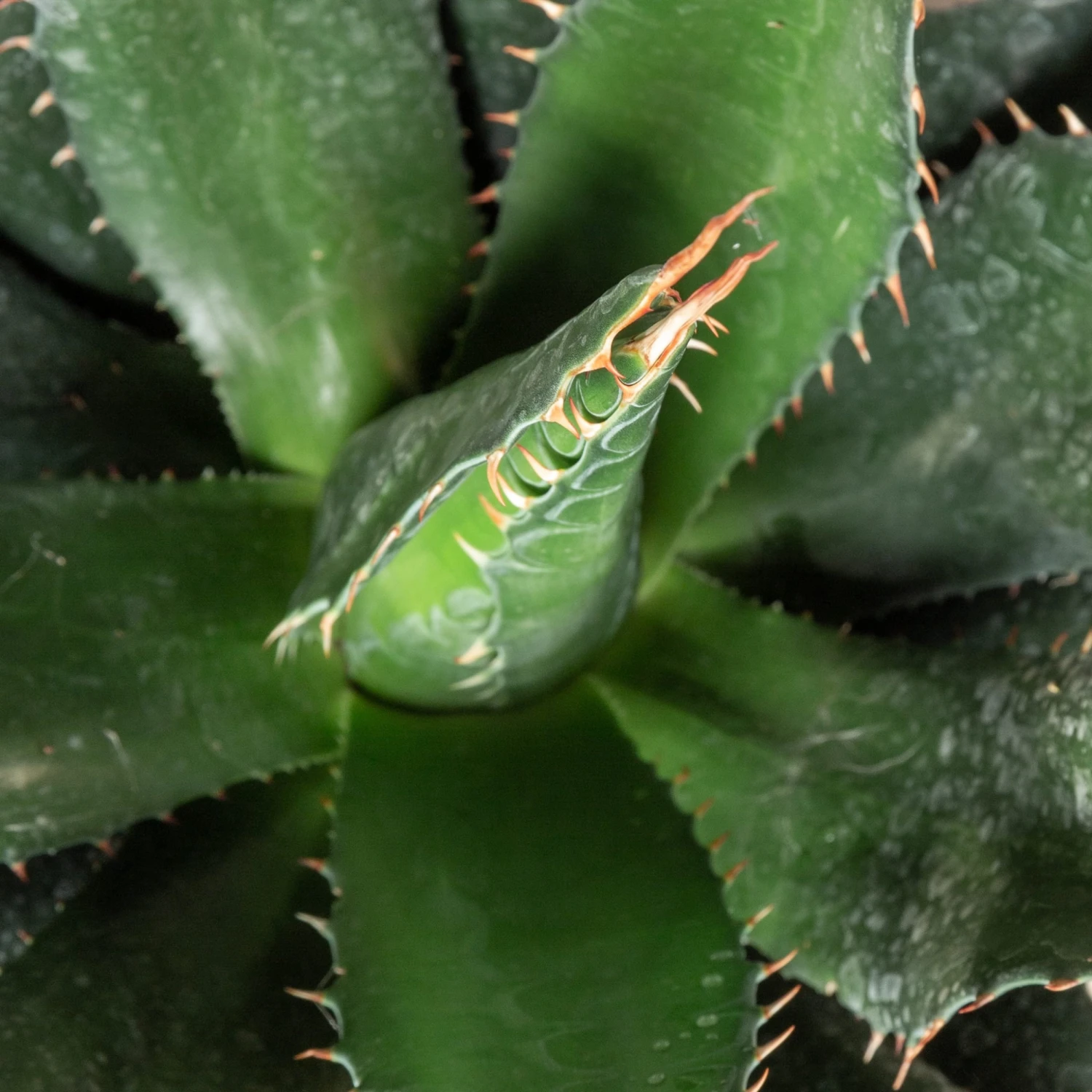 Agave Montana 2 Agave Montana - Image 2