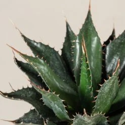 Agave Montana 26 Agave Montana -The Palm Centre Store AGM 60a9234989694 3