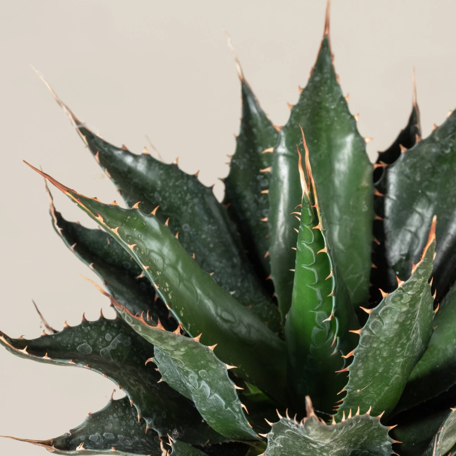 Agave Montana 7 Agave Montana - Image 7