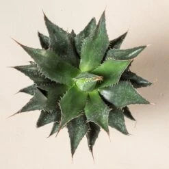 Agave Montana 27 Agave Montana -The Palm Centre Store AGM 60a9234c4fd2d 3