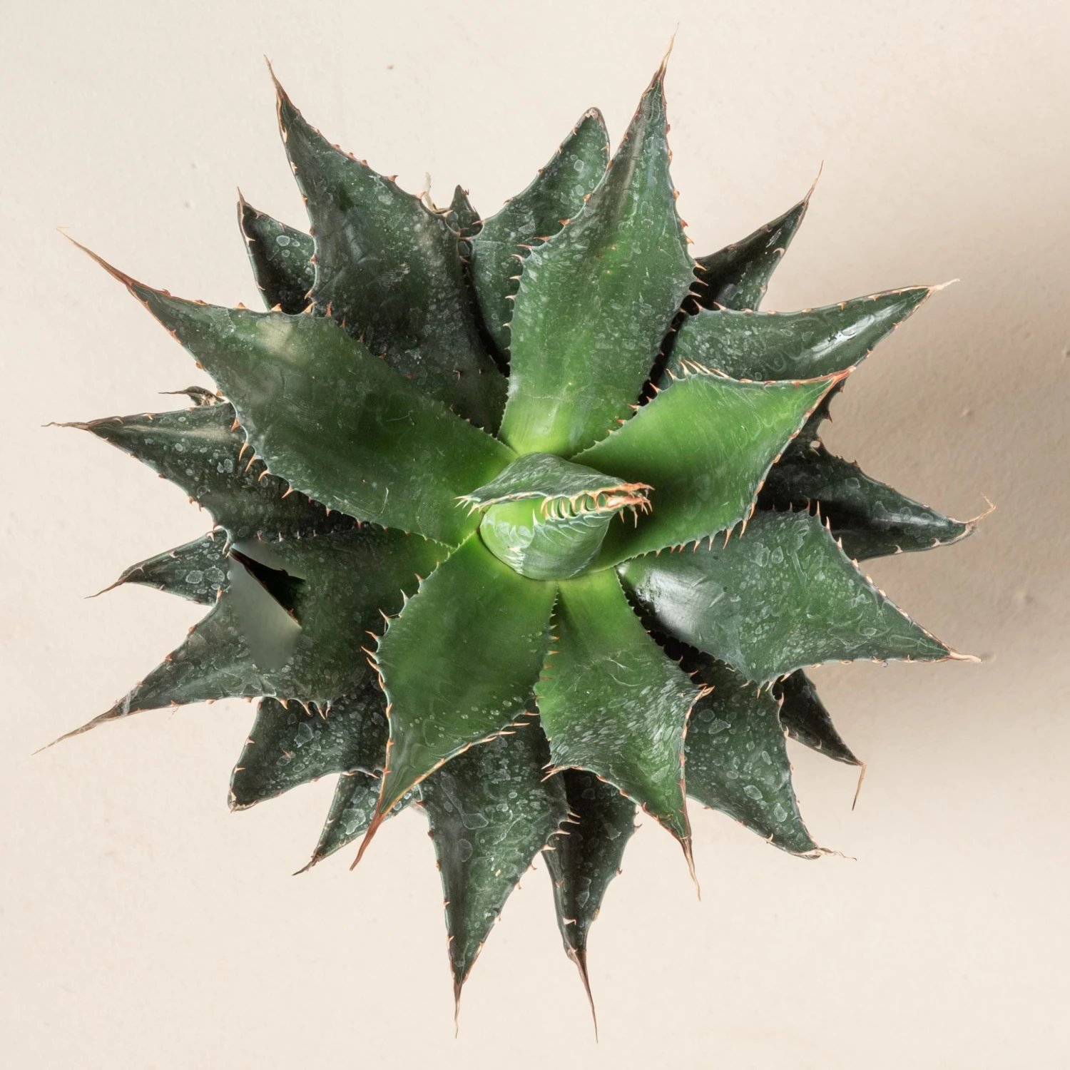 Agave Montana 8 Agave Montana - Image 8