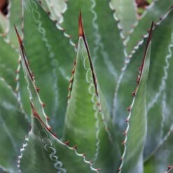 Agave Montana 28 Agave Montana -The Palm Centre Store AGM 60a9234fc281f 3