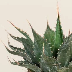 Agave Montana 30 Agave Montana -The Palm Centre Store AGM 60a92358d244e 3