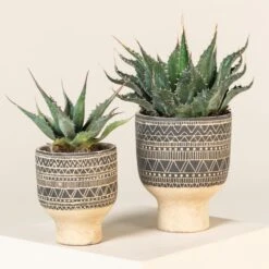 Agave Montana 33 Agave Montana -The Palm Centre Store AGM 60a92363995c7 3