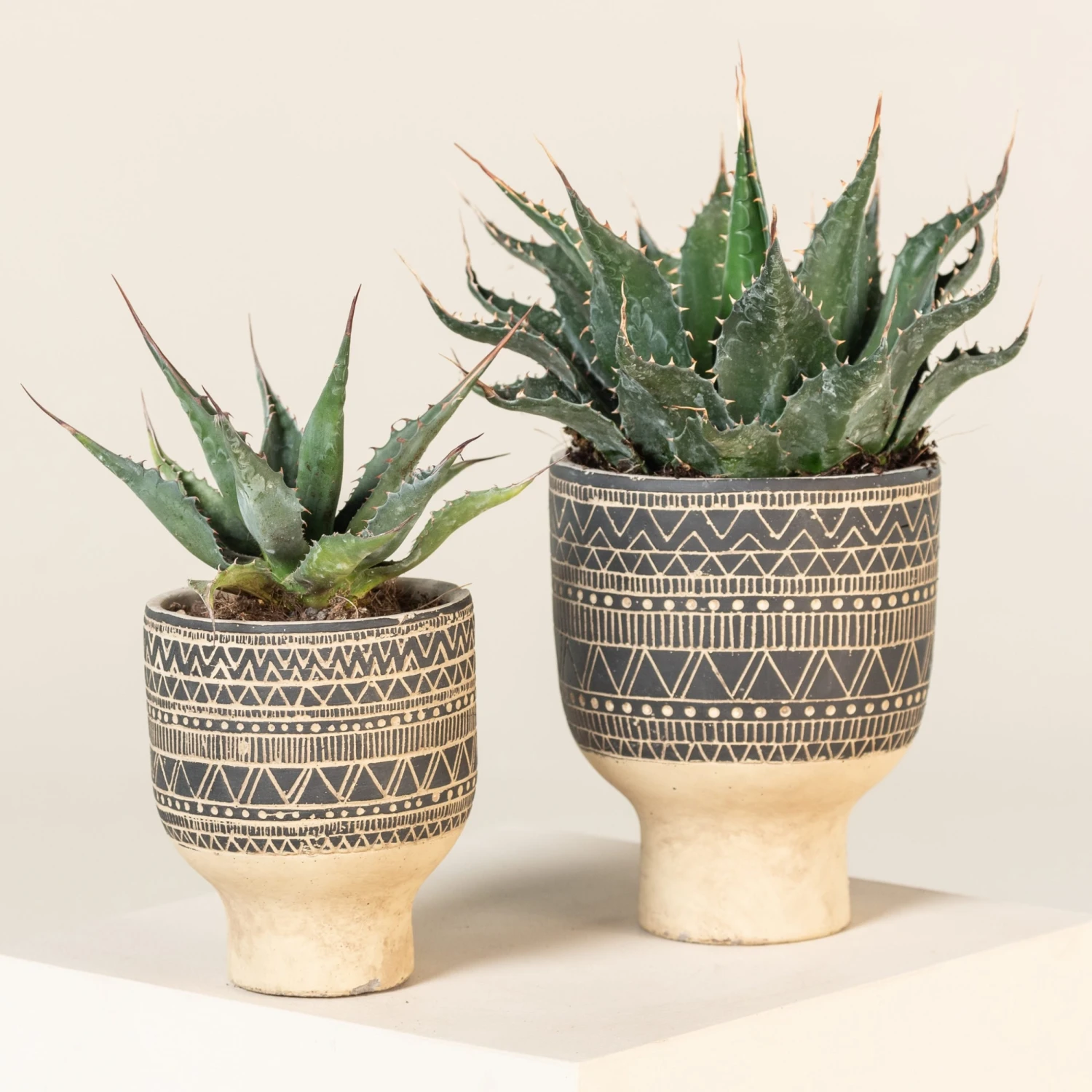 Agave Montana 14 Agave Montana - Image 14