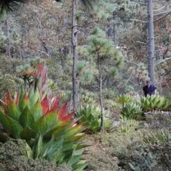 Agave Montana 34 Agave Montana -The Palm Centre Store AGM 60a9236616bea 3