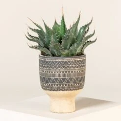 Agave Montana 35 Agave Montana -The Palm Centre Store AGM 60a92421312e6 3