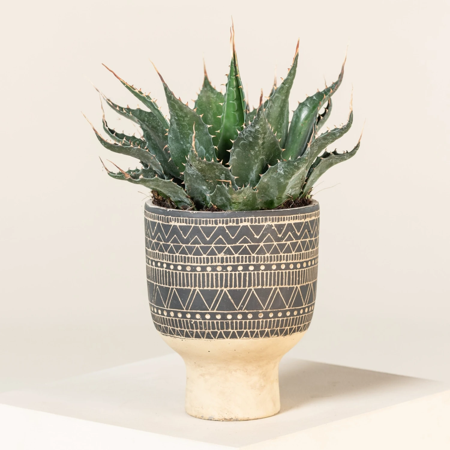 Agave Montana 16 Agave Montana - Image 16