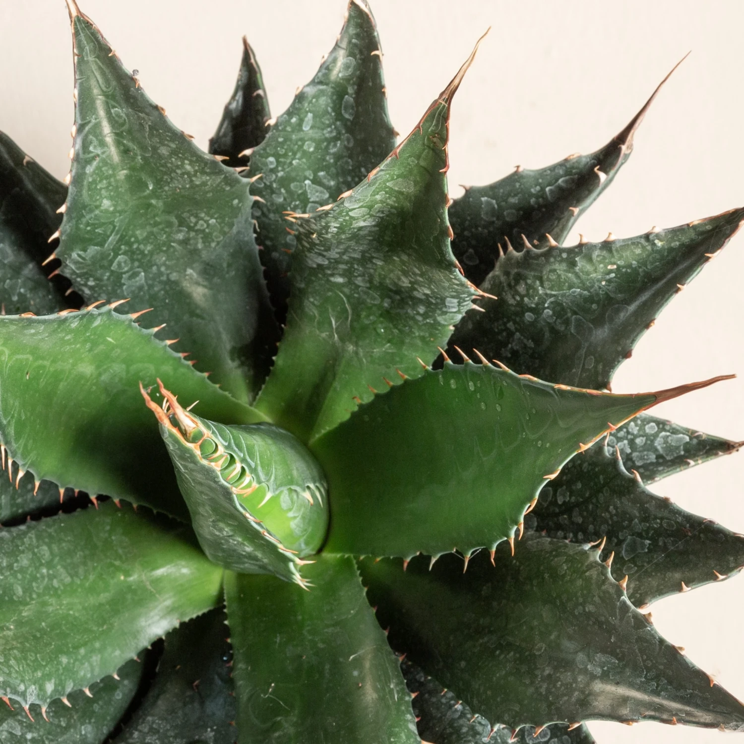 Agave Montana 19 Agave Montana - Image 19