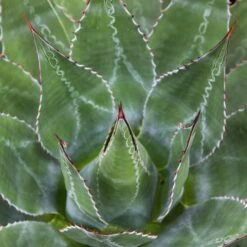 Agave Montana 39 Agave Montana -The Palm Centre Store AGM 60a9243632b51 3