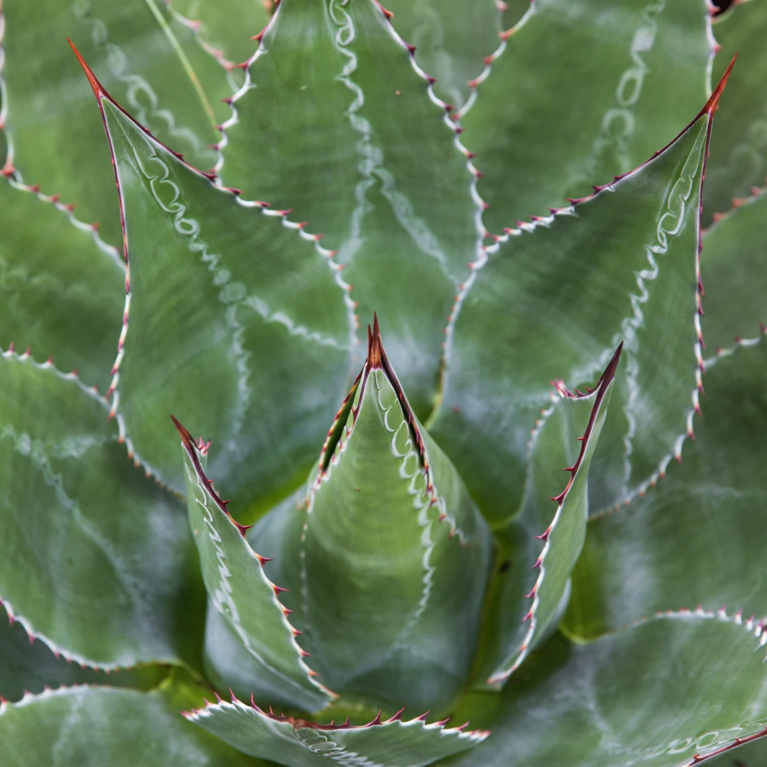 Agave Montana 20 Agave Montana - Image 20