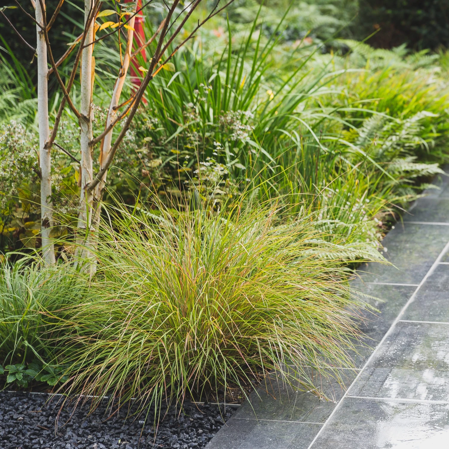 Anemanthele Lessoniana 2 Anemanthele Lessoniana - Image 2