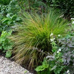 Anemanthele Lessoniana 19 Anemanthele Lessoniana -The Palm Centre Store ALE 2 2 scaled 1