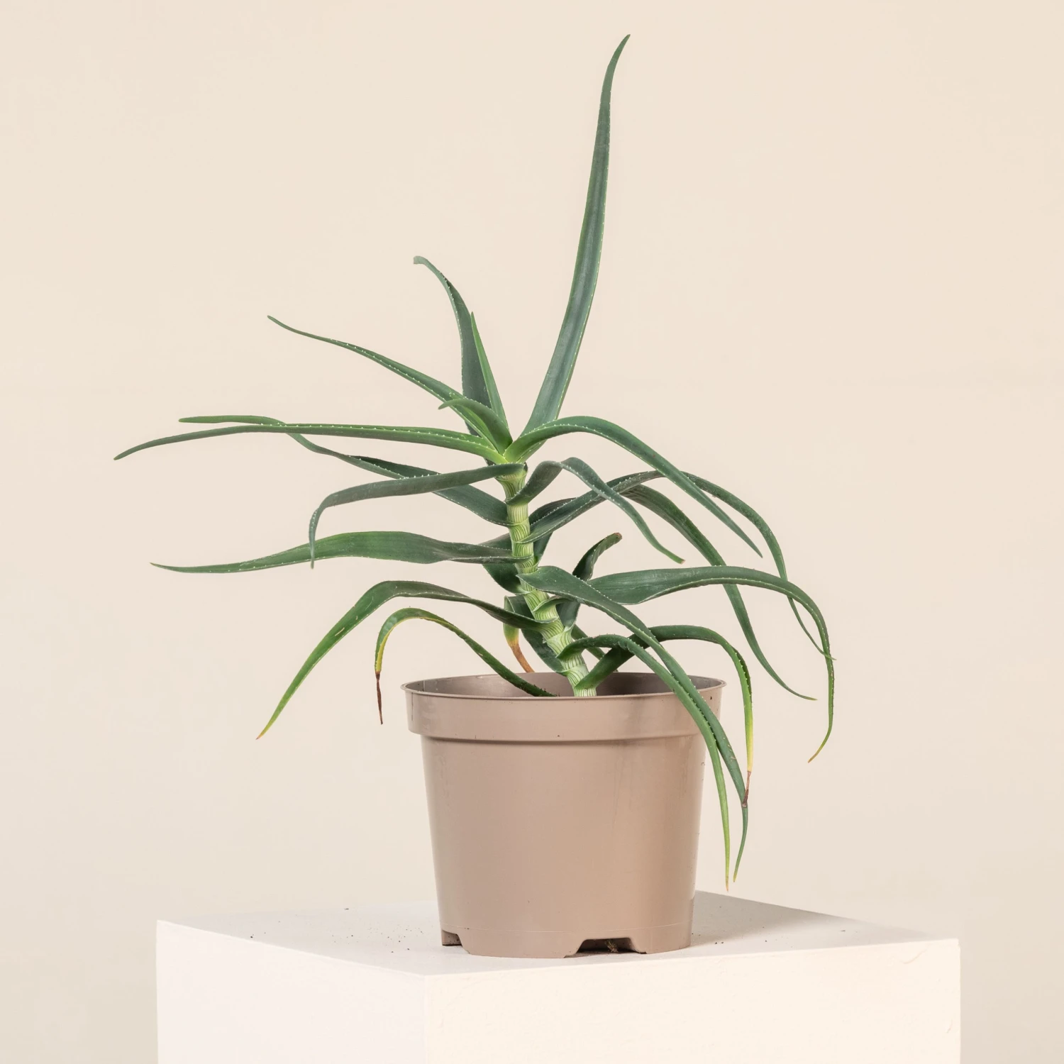 Aloe Striatula 1 Aloe Striatula