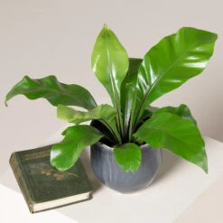 Asplenium Nidus -The Palm Centre Store ANI S 2