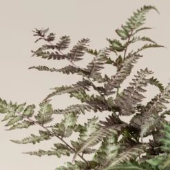 Athyrium Niponicum ‘Metallicum’ -The Palm Centre Store ANM 3 scaled 1