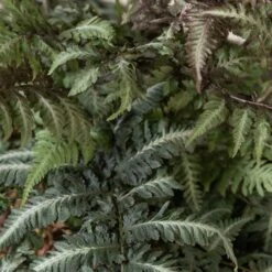 Athyrium Niponicum ‘Metallicum’ -The Palm Centre Store ANM 6 scaled 1