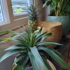 The Palm Centre Store -The Palm Centre Store ANMO 60a992393fc31