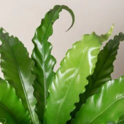 Asplenium Antiquum ‘Osaka’ -The Palm Centre Store AOK 1 scaled 1