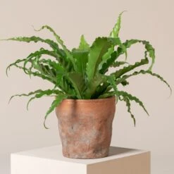 Asplenium Antiquum ‘Osaka’ -The Palm Centre Store AOK 2 7 scaled 1