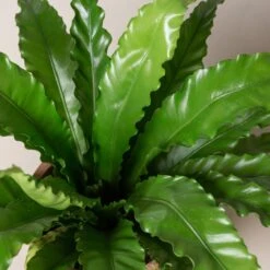 Asplenium Antiquum ‘Osaka’ -The Palm Centre Store AOK 2 scaled 1
