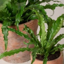 Asplenium Antiquum ‘Osaka’ -The Palm Centre Store AOK 3 scaled 1