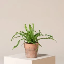 Asplenium Antiquum ‘Osaka’ -The Palm Centre Store AOK S 6 scaled 1