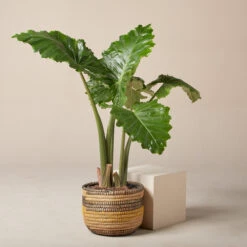 Alocasia ‘Portodora’ -The Palm Centre Store AOT 61997516f2247 1
