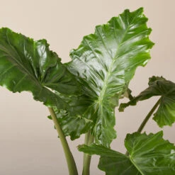 Alocasia ‘Portodora’ -The Palm Centre Store AOT 6199751bc7bf7 1