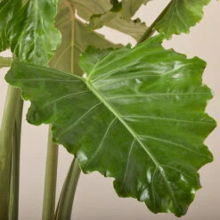Alocasia ‘Portodora’ -The Palm Centre Store AOT 6199751df06b2