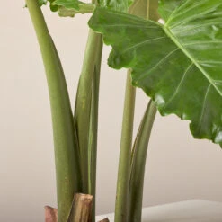 Alocasia ‘Portodora’ -The Palm Centre Store AOT 61997520324f3