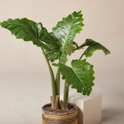 Alocasia ‘Portodora’ -The Palm Centre Store AOT 6199752272240