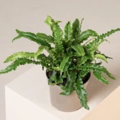 Asplenium Scolopendrium ‘Angustifolium’ -The Palm Centre Store ASA 3 2 scaled 1