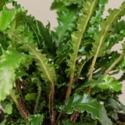 Asplenium Scolopendrium ‘Angustifolium’ -The Palm Centre Store ASA 3 scaled 1