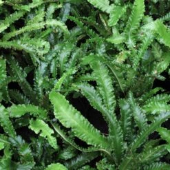 Asplenium Scolopendrium ‘Angustifolium’ -The Palm Centre Store ASA 5 scaled 1