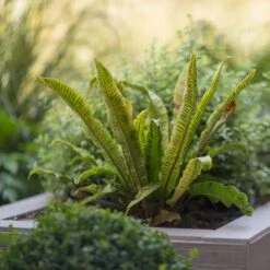 Asplenium Scolopendrium -The Palm Centre Store ASO 1 4 scaled 1