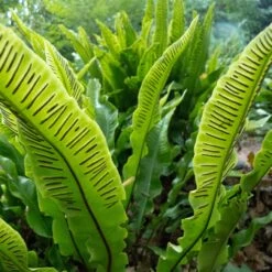 Asplenium Scolopendrium -The Palm Centre Store ASO 2 scaled 1