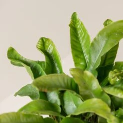 Asplenium Scolopendrium -The Palm Centre Store ASO 3 3 scaled 1