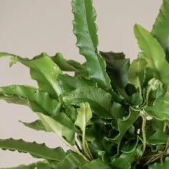 Asplenium Scolopendrium -The Palm Centre Store ASO 3 6 scaled 1