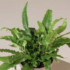 Asplenium Scolopendrium -The Palm Centre Store ASO 3 7 scaled 1
