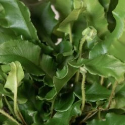 Asplenium Scolopendrium -The Palm Centre Store ASO 3 8 scaled 1