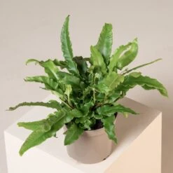 Asplenium Scolopendrium -The Palm Centre Store ASO 3 9 scaled 1