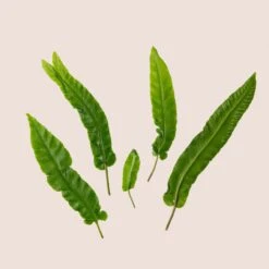 Asplenium Scolopendrium -The Palm Centre Store ASO bg scaled 1