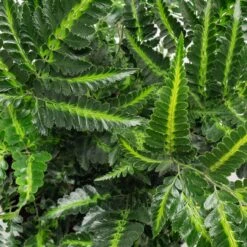 Arachniodes Simplicior ‘Variegata’ -The Palm Centre Store ASV 2 scaled 1