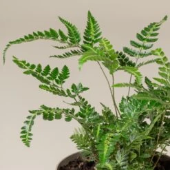 Arachniodes Simplicior ‘Variegata’ -The Palm Centre Store ASV 3 2 1 scaled 1